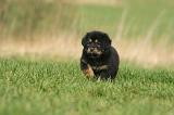 DOGUE DU TIBET 366